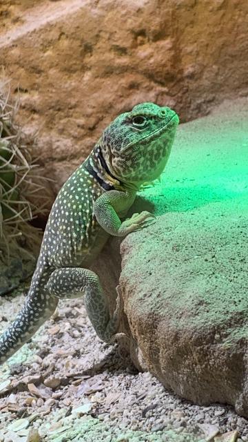 Terrarium mit Halsbandleguanen - Leguan - Holzminden 