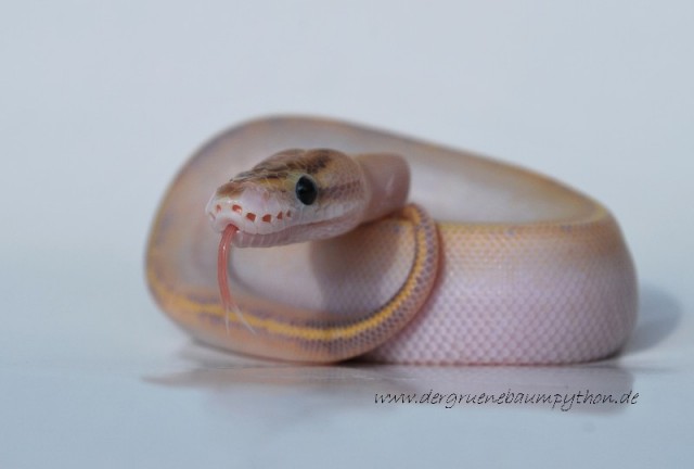 Python regius / Königspython ENZ 2010 - diverse Farbmorphen - Schlangen Python - Stühlingen