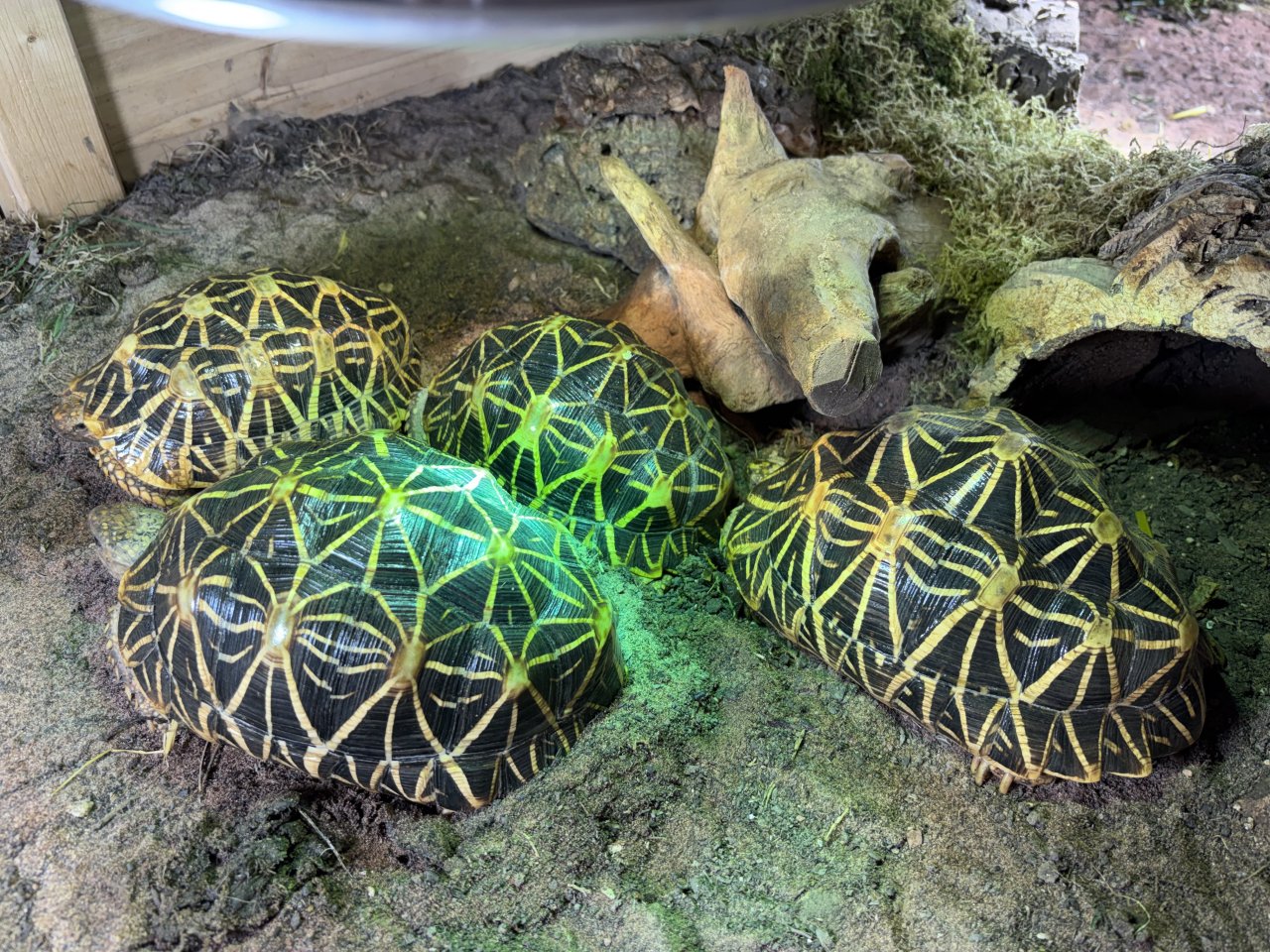 Gruppe Sternschildkröten 1,3 Geochelone elegans - Schildkroeten - Magdeburg