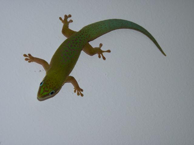 Phelsuma dubia - Gecko - Kleinmachnow