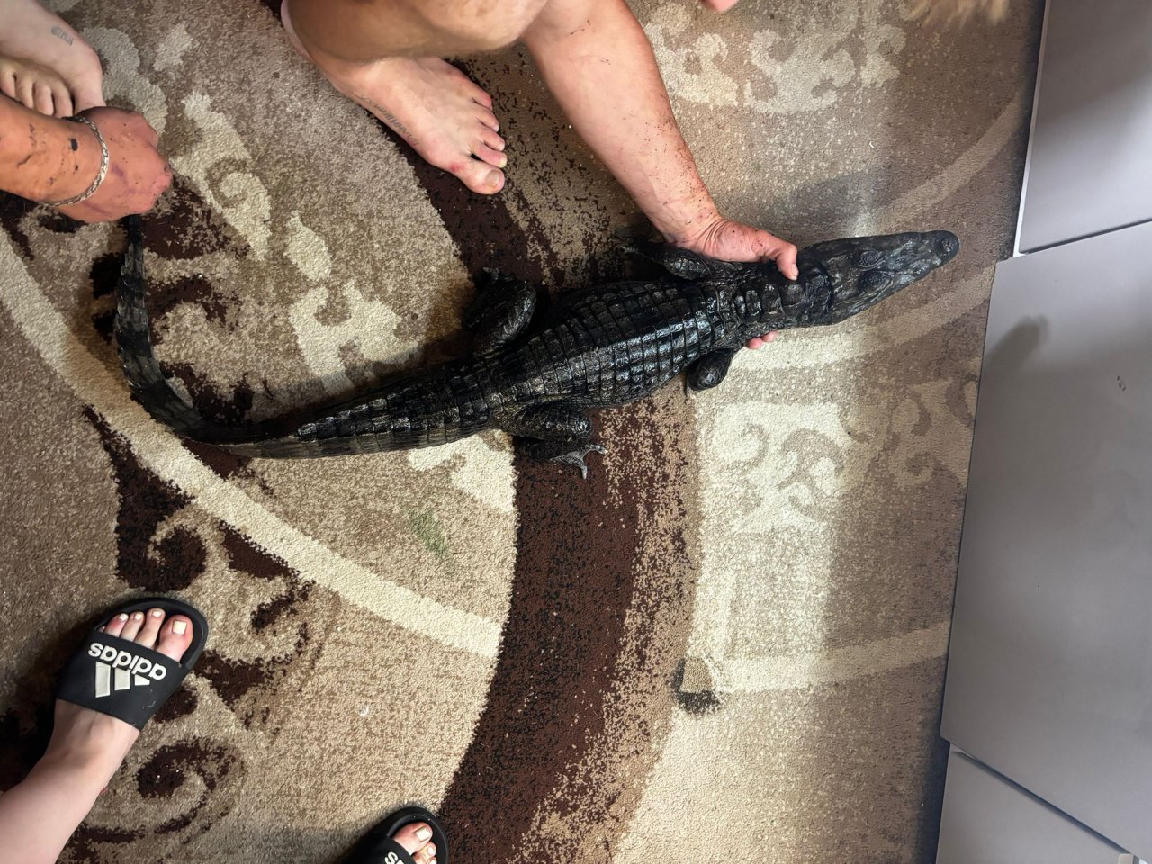 0.1 caiman crocodilius - Kaiman - Polen 