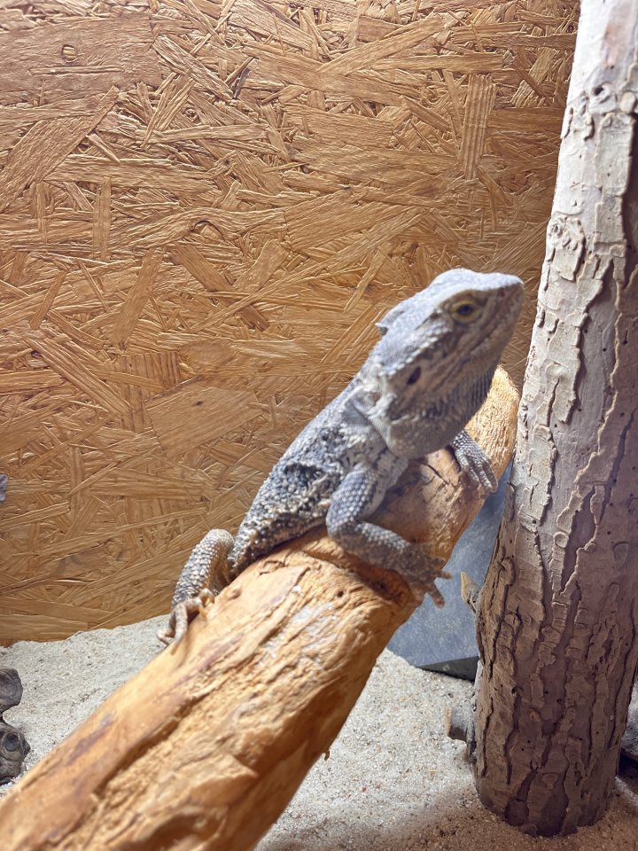 Bartagame Opa Bert - Bartagame - Neustadt an der Weinstraße
