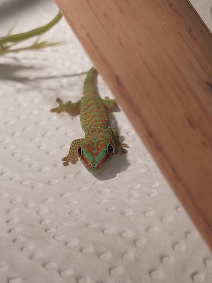Phelsuma grandis - Madagaskar Taggecko - Gecko - Zschorlau