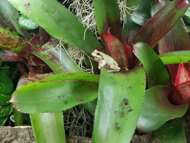Hyla japonica Nachzuchten (Rarität) ab Mai abzugeben. - Frosch - Hagen