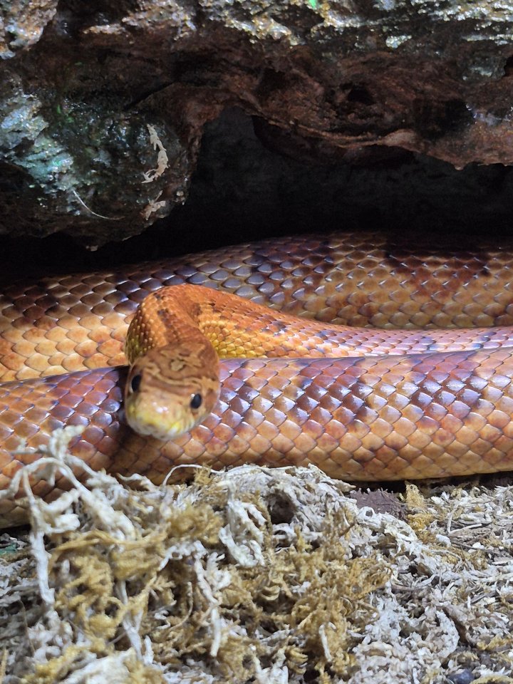 Verkaufe Kornnatter-Männchen - Schlangen - Wuppertal