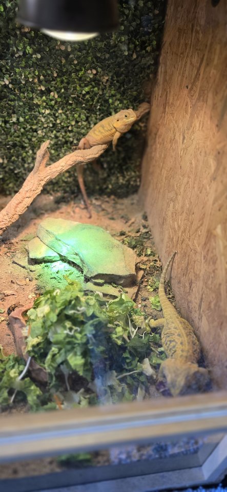 2 Zwerg Bartagamen mit Terrarium - Bartagame - Leipzig