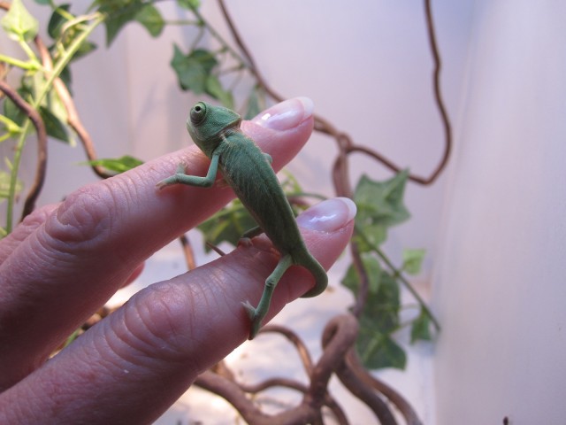 Junge Jemenchamäleons suchen ein neues Zuhause - Chamaeleon - Rödermark