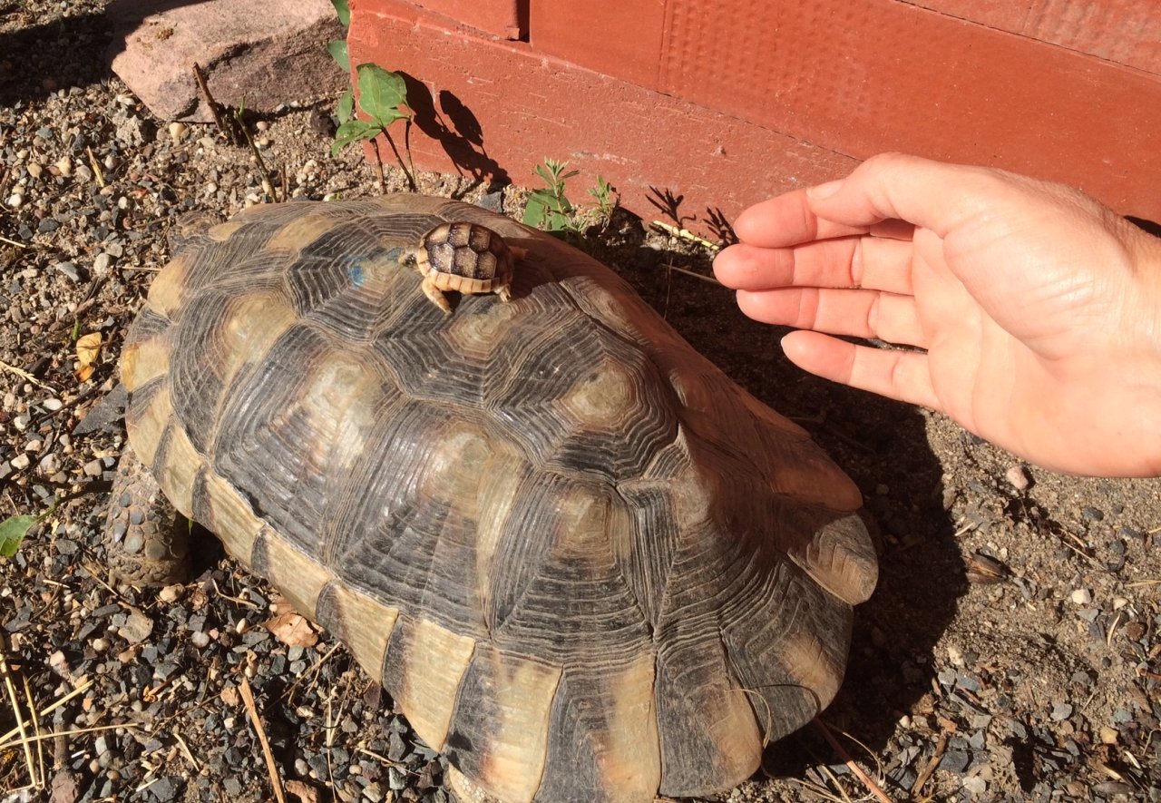 2- und 3-jährige Landschildkrötenbabies Testudo Marginata, Breitrandschildkröten - Schildkroeten - Budenheim