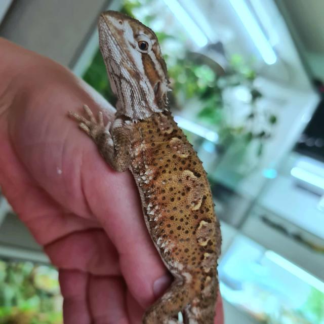 Zwergbartagame - Echsen - Breitenbrunn