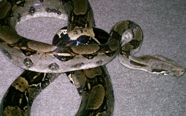 Boa c.c. männchen - Schlangen Boa - Rheda-Wiedenbrück