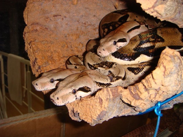 2.1 Ecuador Boa - Schlangen Boa - Bückeburg
