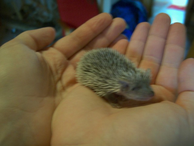 Igel, Igeltanreks - Sonstige Reptilien - Bastheim