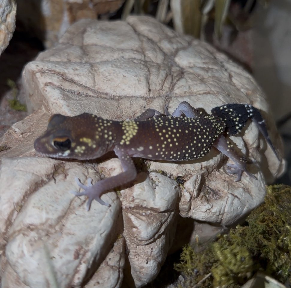 Jim Knopfschwanzgecko, Underwoodisaurus milii - Gecko - Mockrehna