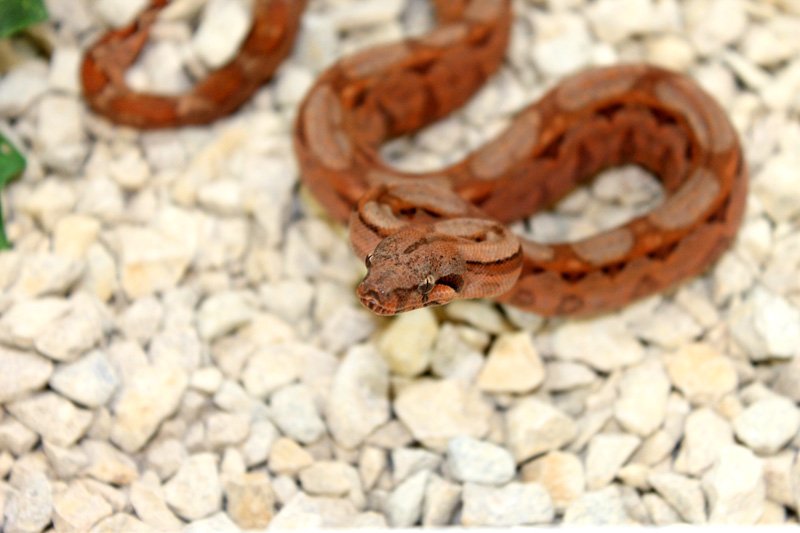 Wir geben ab aus eigener Nachzucht „B. c. i. CA poss. Super Hypo Sonora erythris - Schlangen - Willich
