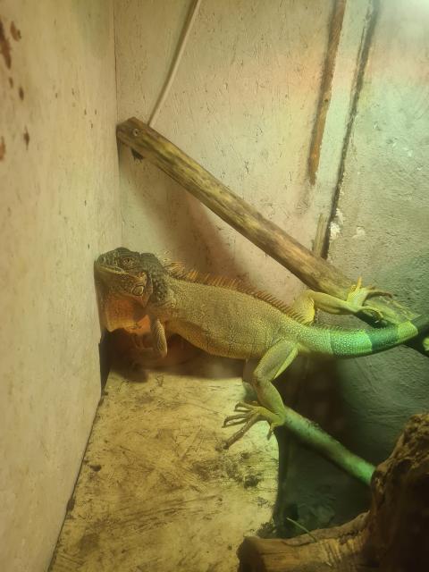 Leguan abzugeben - Leguan - Blomberg