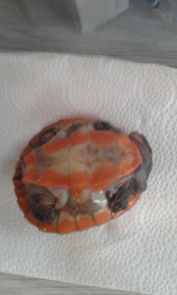 Rotbauchspitzkopf Schildkröte mit Aquarium - Schildkroeten - Plauen