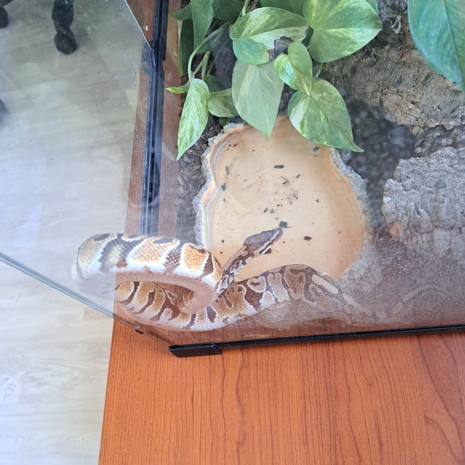 Verkaufe schlange Königsphyton - Schlangen - Prellenkirchen