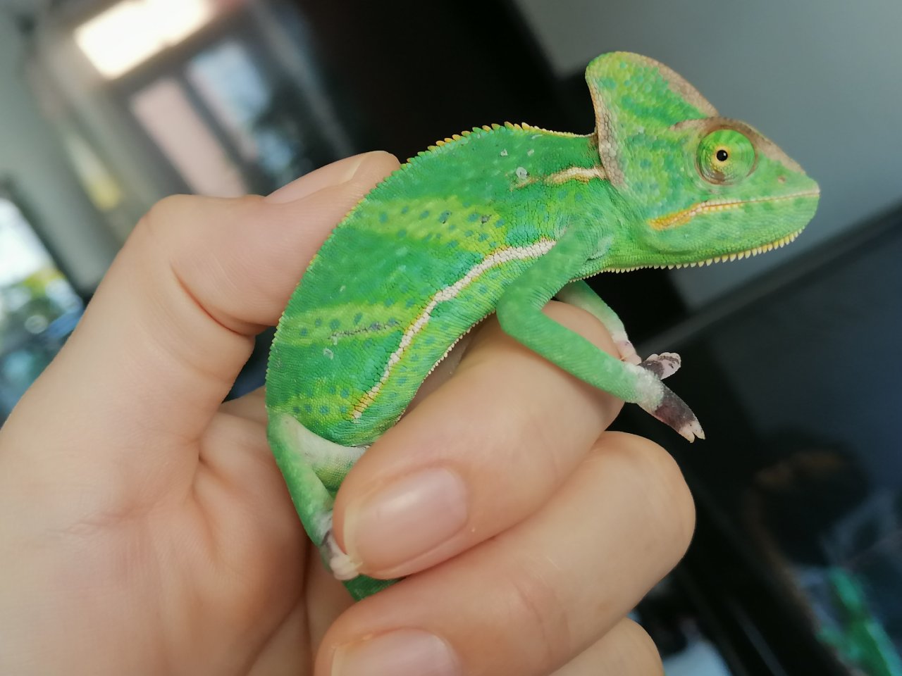 Jemenchamäleon Jungtiere - Chamaeleon - Neu-Ulm
