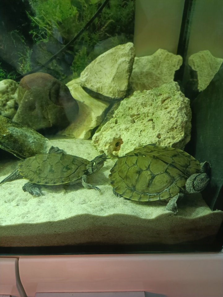 2 Höckerschildkröten - Schildkroeten - Geldern