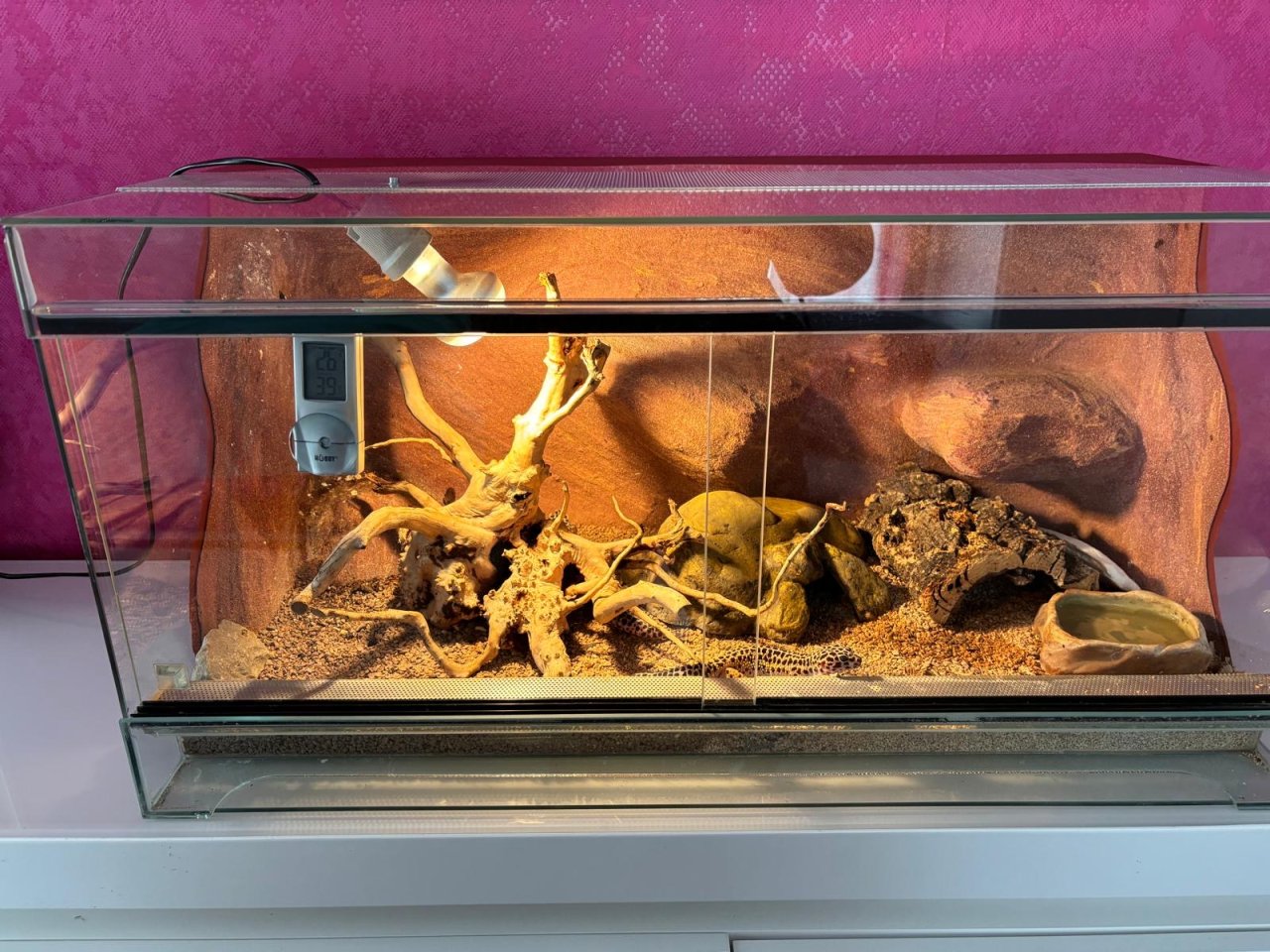 2 Leopardgeckos Damen mit Terrarium und Zubehör - Gecko - Gärtringen