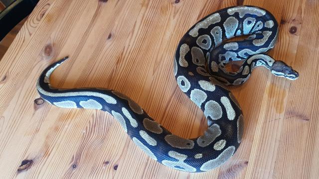 Königspython 1.1 Python regius - Schlangen Python - Wismar