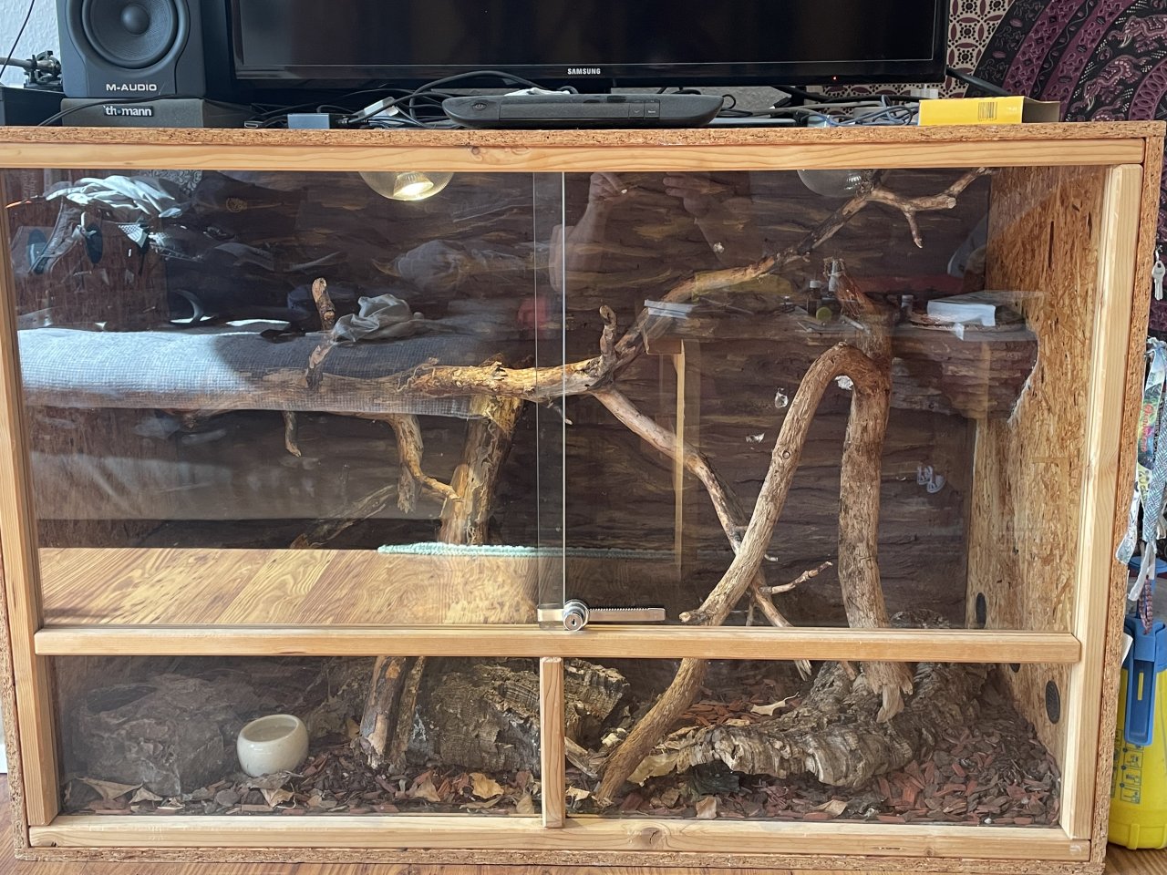 Kornnatter Weibl. inkl. Terrarium - Schlangen - Warendorf