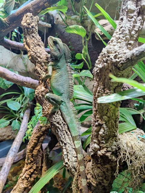 Physignathus cocincinus - Grüne Wasseragame 1.0 - Echsen - Essen