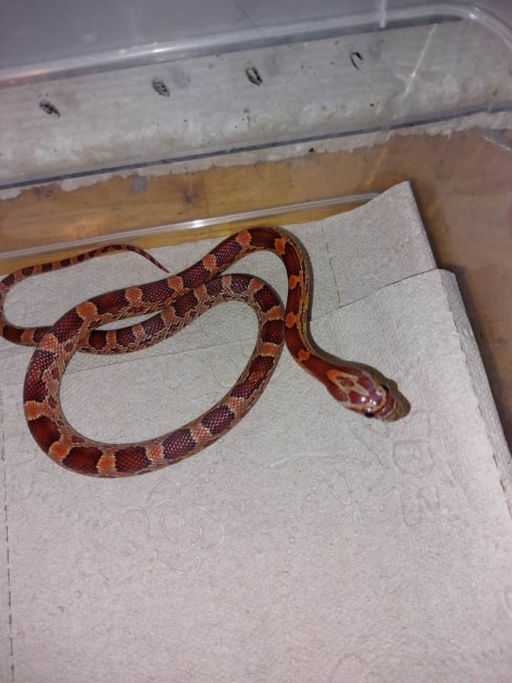 Kornnatter babys abzugeben - Schlangen - Bottrop