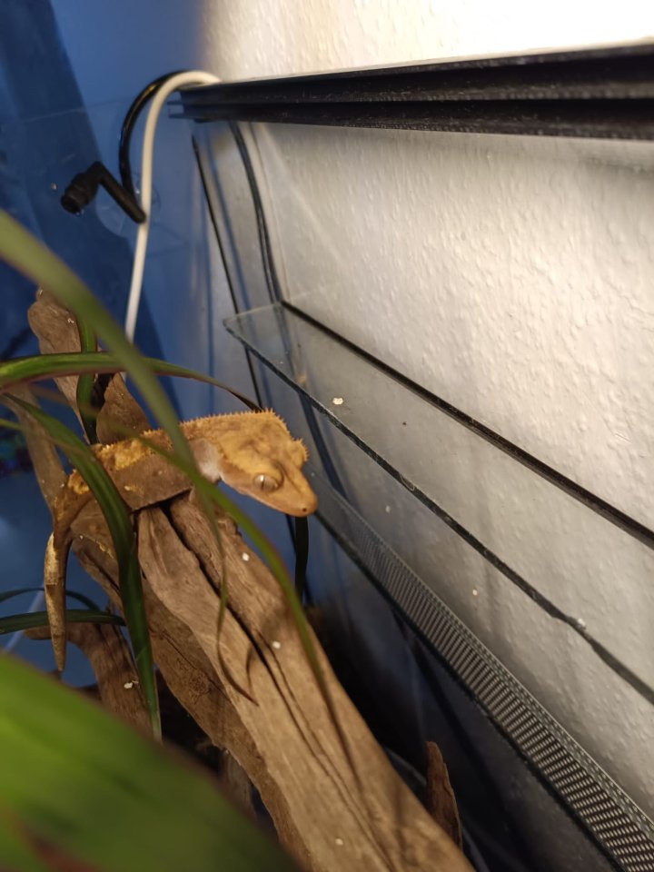 Kronengecko zu verkaufen - Gecko - essingen