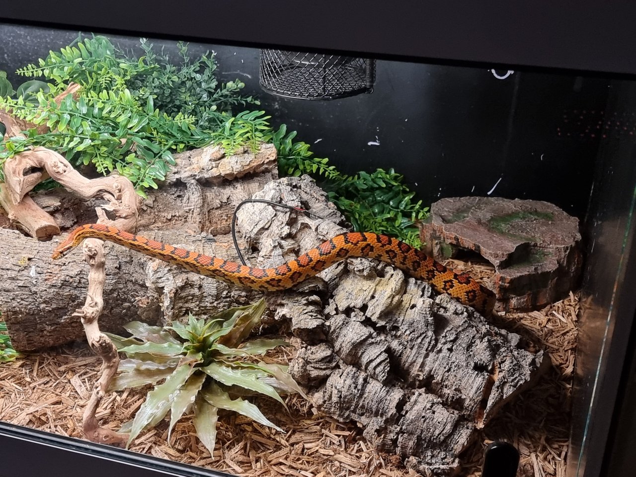 Kornnatter mit Terrarium abzugeben - Schlangen - Hamburg