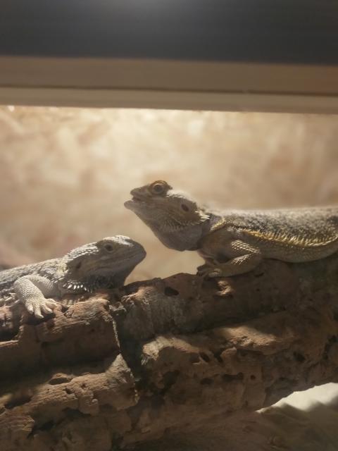 Zwei Bartagame mit Terrarium  - Bartagame Zwergbartagame - Oberhausen
