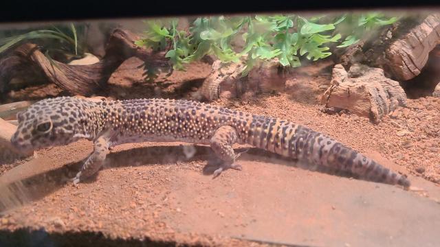 Leopardgecko männlich mit Terrarium - Gecko - Darmstadt
