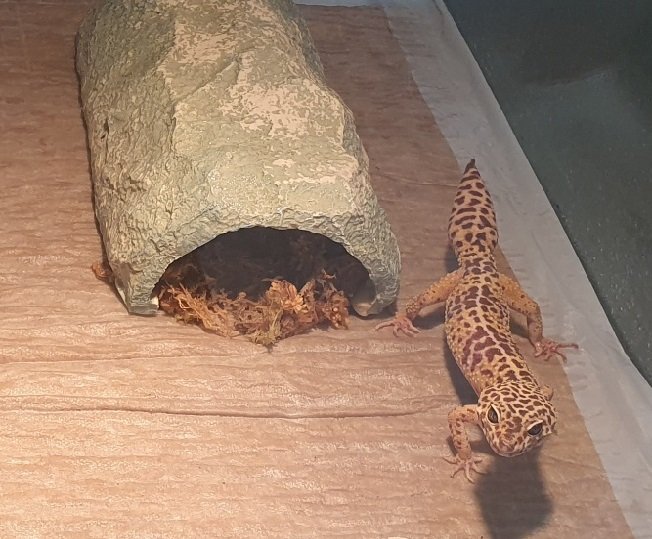Leopardgecko Männchen sucht neues Zuhause - Gecko - Freising