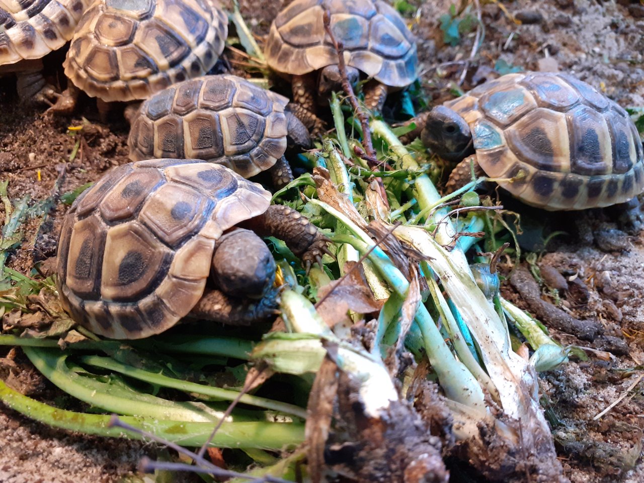 Griechische Landschildkröten THB Nachzuchten von 2022 - Schildkroeten - Bad Pyrmont