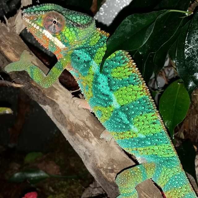 Terraristik Reinshagen - Sonstige Reptilien - Wuppertal