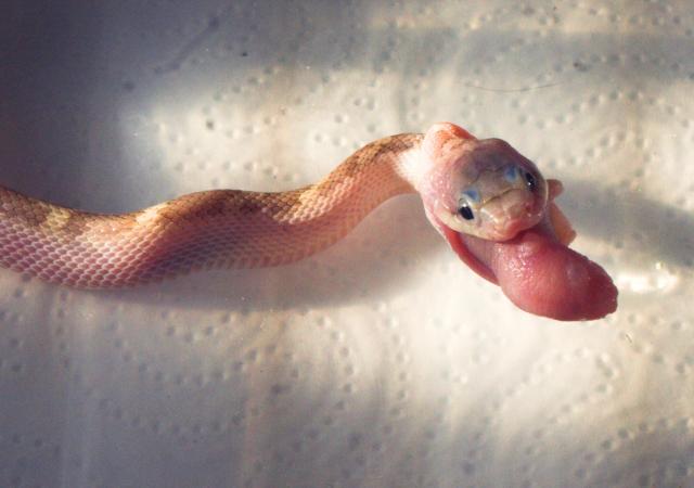 Junge ERDNATTERN White Sided zum Verkaufen - Schlangen Natter - Bad Muskau