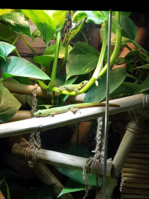 Laticauda Pärchen mit Terrarium bestückt, Technik und Unterschrank - Gecko - Bad Kreuznach