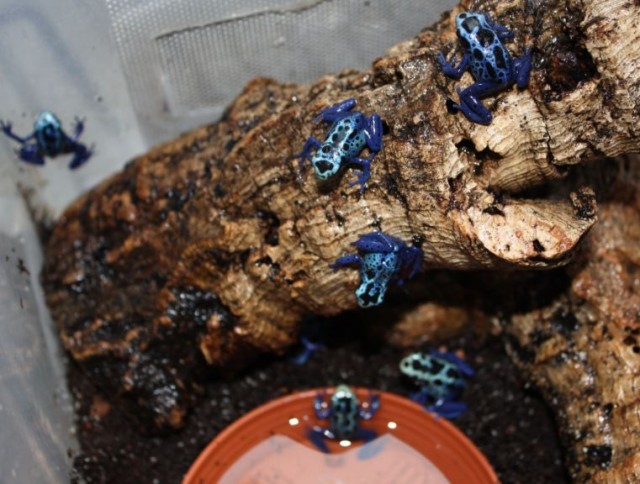Dendrobates azureus- Blauer Pfeilgiftfrosch NZ - Frosch - Elmenhorst