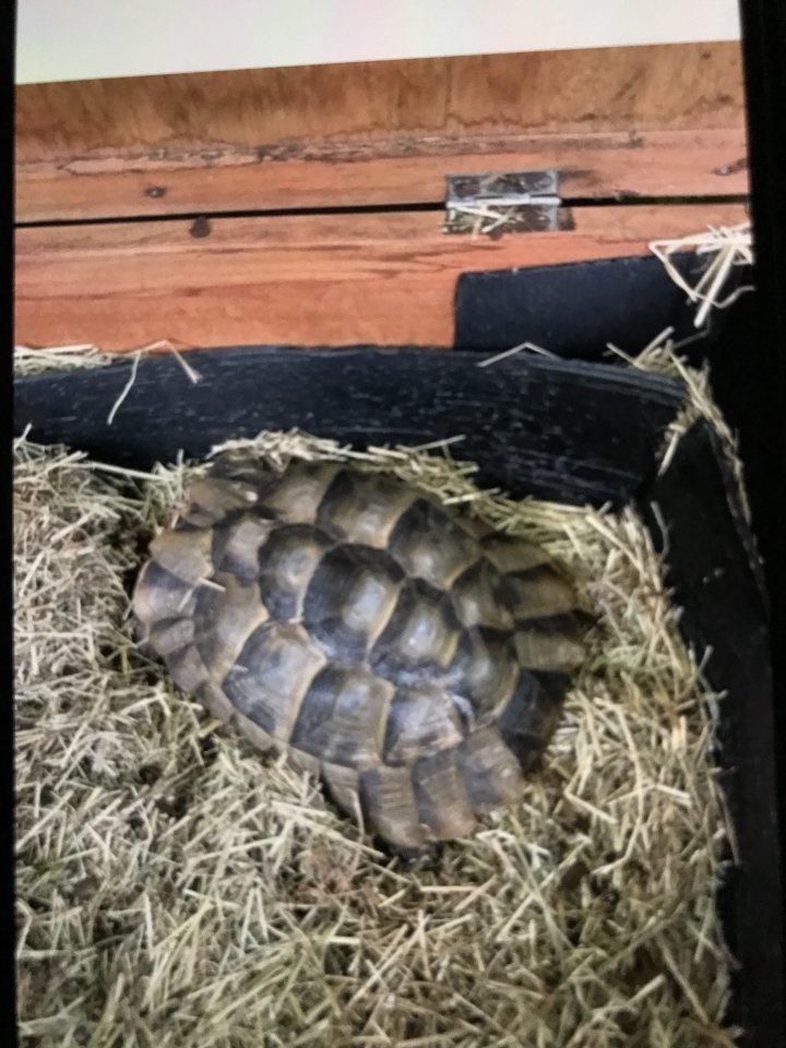 Schildkröten zum verkaufen - Schildkroeten - Allensbach