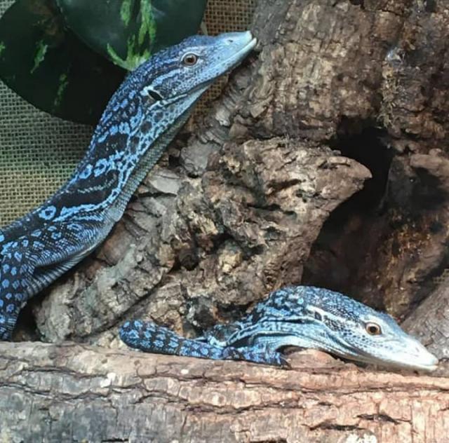 2.2 Varanus macraei - Bartagame - Bielefeld