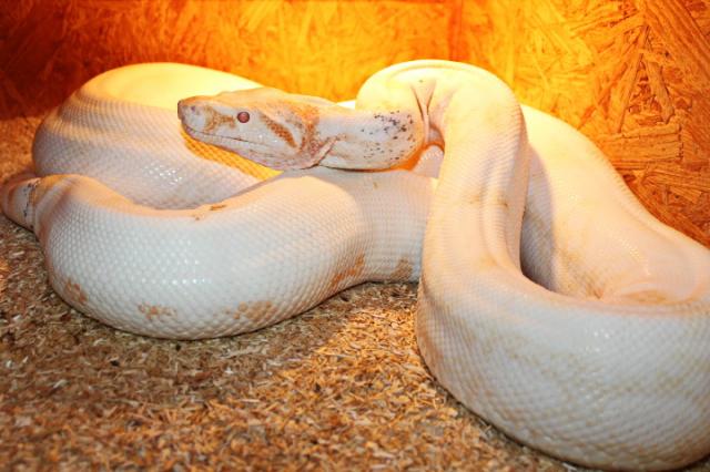 Adulte Boa constrictor / Zuchttiere - Schlangen Boa - Berlin - Tempelhof