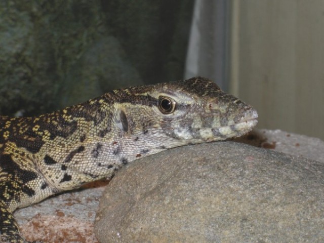 Biete 0,0,1 Varanus niloticus - Nilwaran - Echsen - Greiz