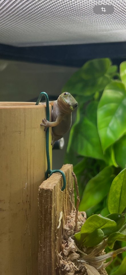 Phelsuma laticauda Goldstaubtaggecko Nachzuchten - Echsen - Villingen