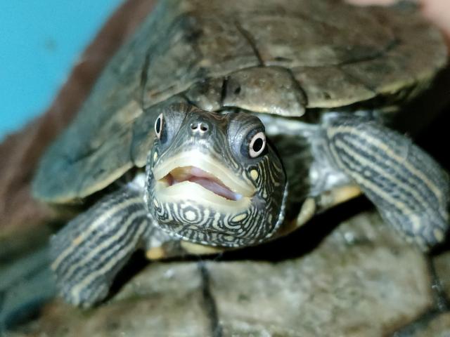 Graptemys ouachitensis zwei Stück  - Schildkroeten - Dessau-Roßlau