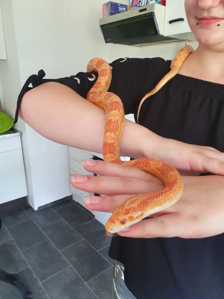 Verkaufe meine männliche Kornnatter ca. 4 Jahre alt, auch gerne mit Trrarium. - Schlangen - Obernkirchen