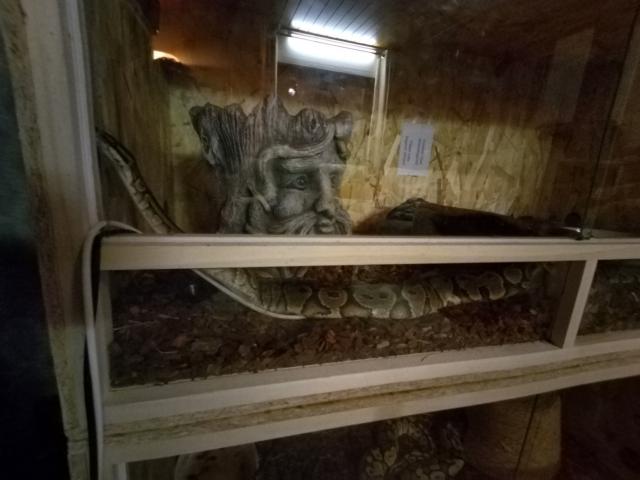 Schlangen mit Terrarien zu verkaufen  - Schlangen Python - Hackenheim 