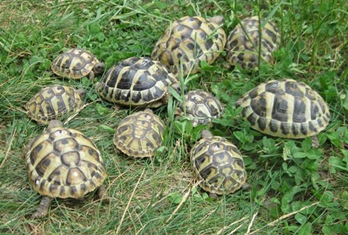 Griechische Landschildkröten NZ 2022 bis 2025, weiblich erbrütet, Weibchen aus 2 - Schildkroeten - Fürstenwalde