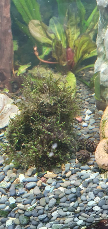 Wasserschildkröte Mississippi Höckerschildkröte - Schildkroeten - Markkleeberg