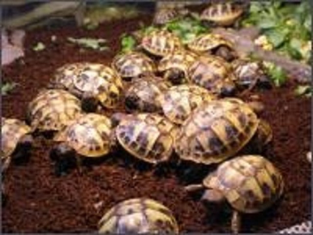 Biete Griechische Landschildkröten Nachzucht 2013 - Schildkroeten - Castrop-Rauxel