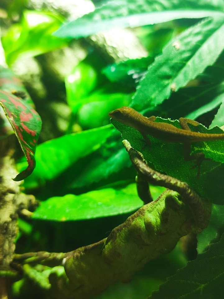 RotkehlAnoli Nachzuchten - Anolis - Wiesbaden